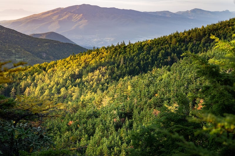 Forest Landscape